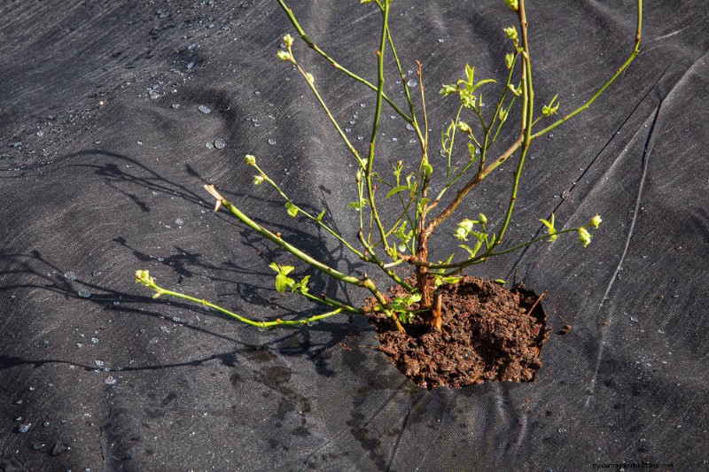 Natural Weed Control: 22 Eco-Friendly Methods for a Thriving Garden