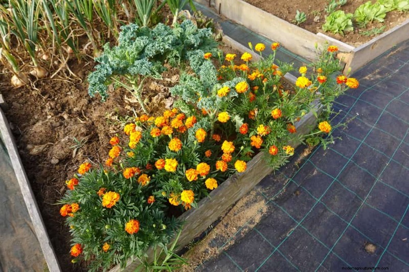 Natural Weed Control: 22 Eco-Friendly Methods for a Thriving Garden