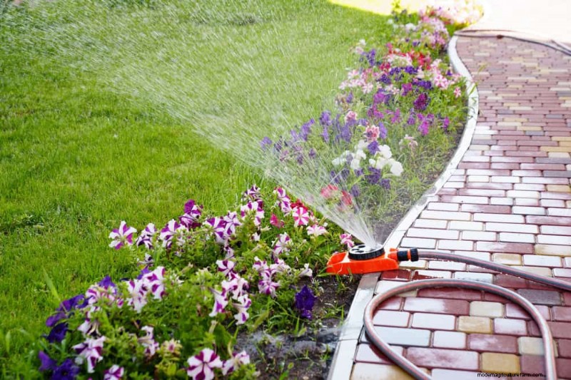 Natural Weed Control: 22 Eco-Friendly Methods for a Thriving Garden