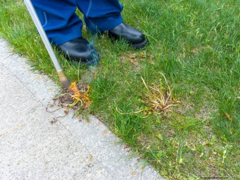 Natural Weed Control: 22 Eco-Friendly Methods for a Thriving Garden