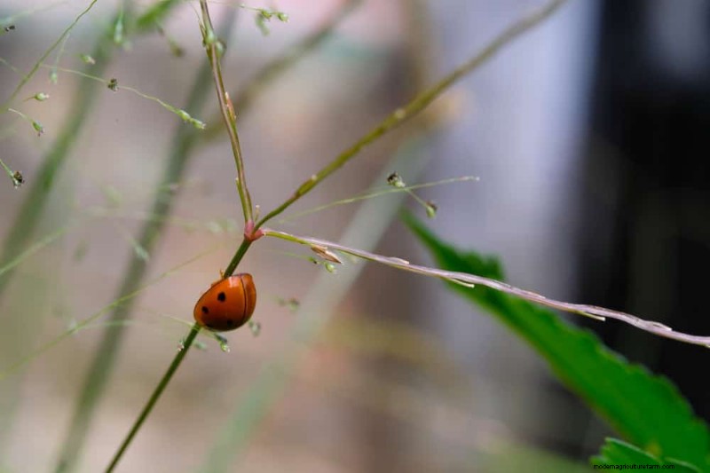Natural Weed Control: 22 Eco-Friendly Methods for a Thriving Garden