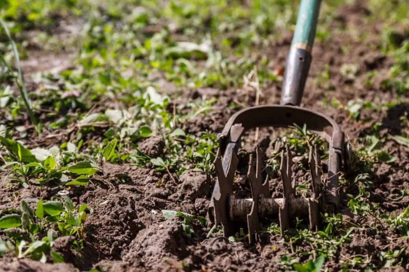 Natural Weed Control: 22 Eco-Friendly Methods for a Thriving Garden