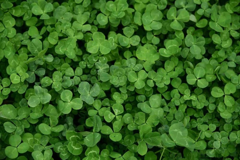 Natural Weed Control: 22 Eco-Friendly Methods for a Thriving Garden