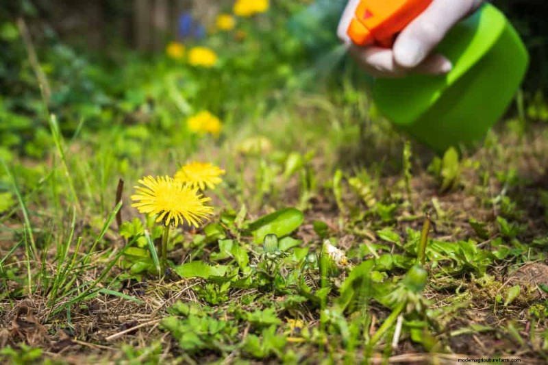 Natural Weed Control: 22 Eco-Friendly Methods for a Thriving Garden