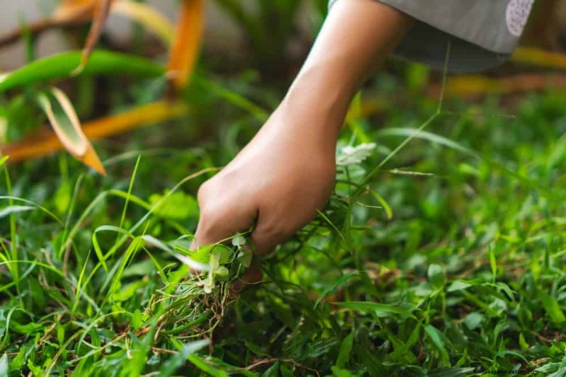 Natural Weed Control: 22 Eco-Friendly Methods for a Thriving Garden