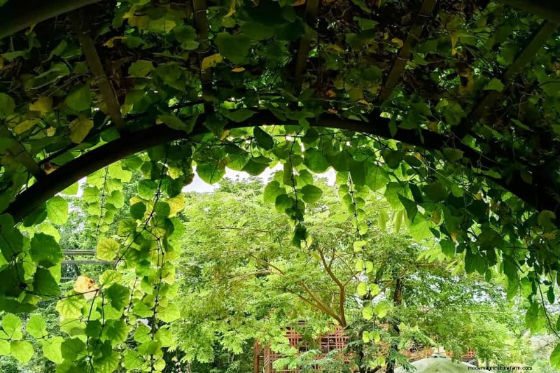 23 Stunning Backyard Trellis Ideas to Enhance Your Garden