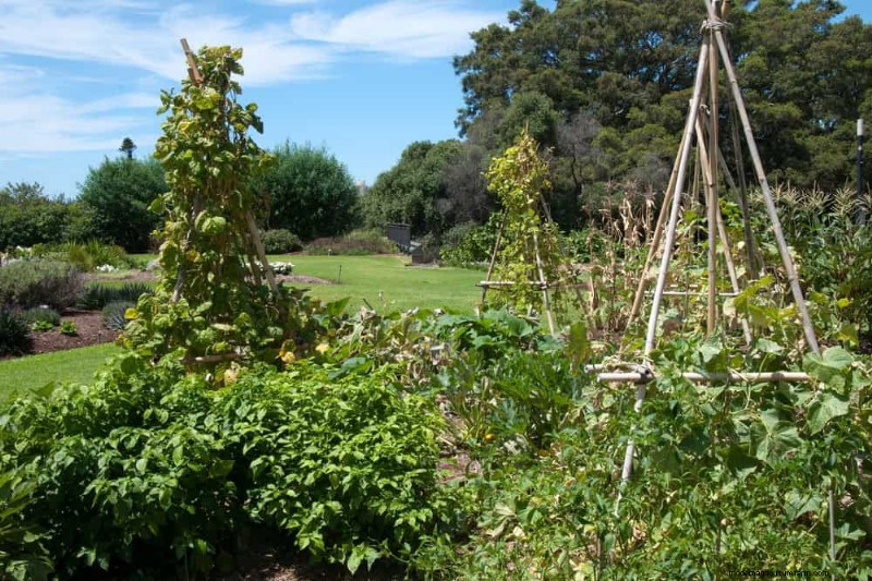 23 Stunning Backyard Trellis Ideas to Enhance Your Garden