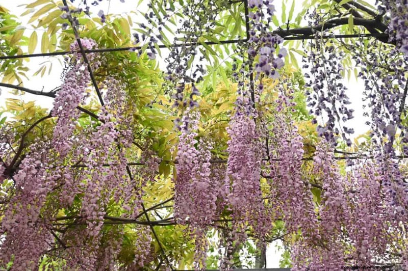 23 Stunning Backyard Trellis Ideas to Enhance Your Garden