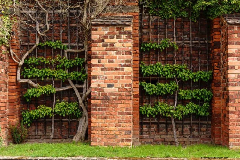 23 Stunning Backyard Trellis Ideas to Enhance Your Garden