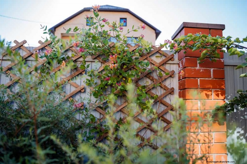 23 Stunning Backyard Trellis Ideas to Enhance Your Garden