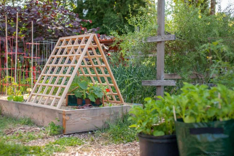 23 Stunning Backyard Trellis Ideas to Enhance Your Garden