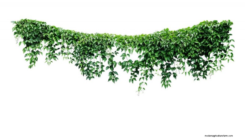 23 Stunning Backyard Trellis Ideas to Enhance Your Garden