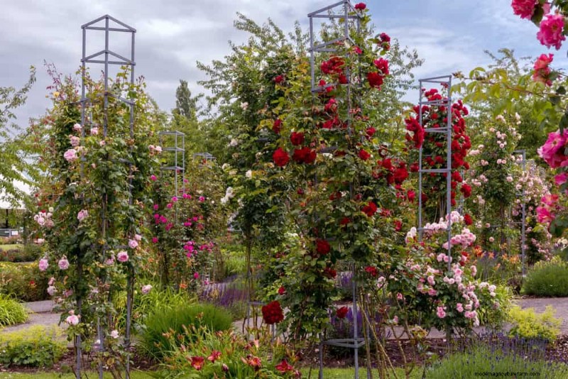23 Stunning Backyard Trellis Ideas to Enhance Your Garden