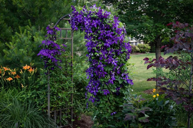 23 Stunning Backyard Trellis Ideas to Enhance Your Garden