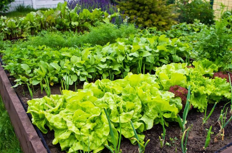 25 Best Fast-Growing Plants for Early Spring Planting