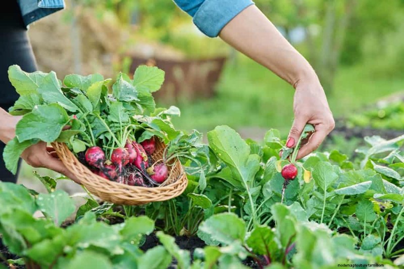 25 Best Fast-Growing Plants for Early Spring Planting