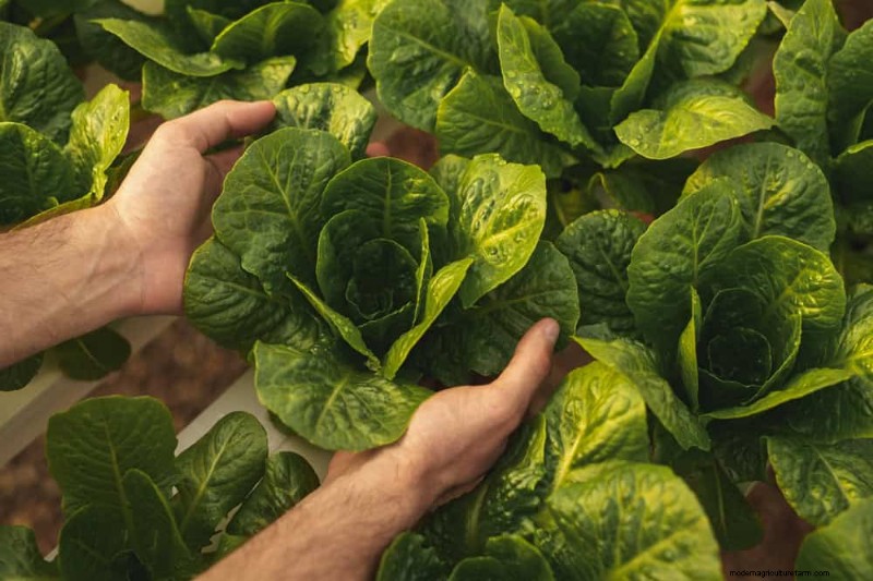 25 Best Fast-Growing Plants for Early Spring Planting