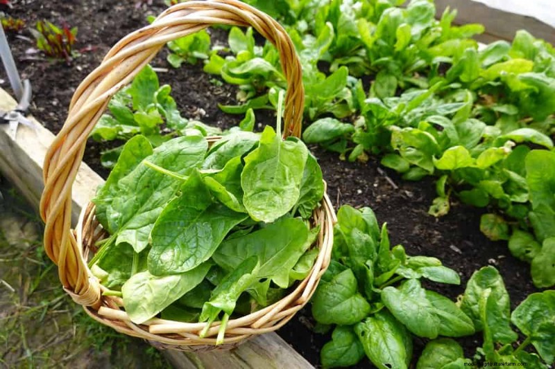 25 Best Fast-Growing Plants for Early Spring Planting