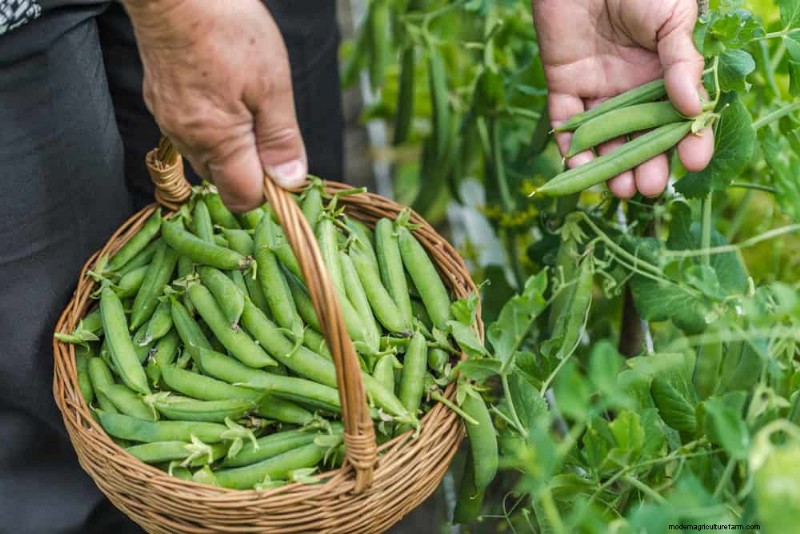 25 Best Fast-Growing Plants for Early Spring Planting
