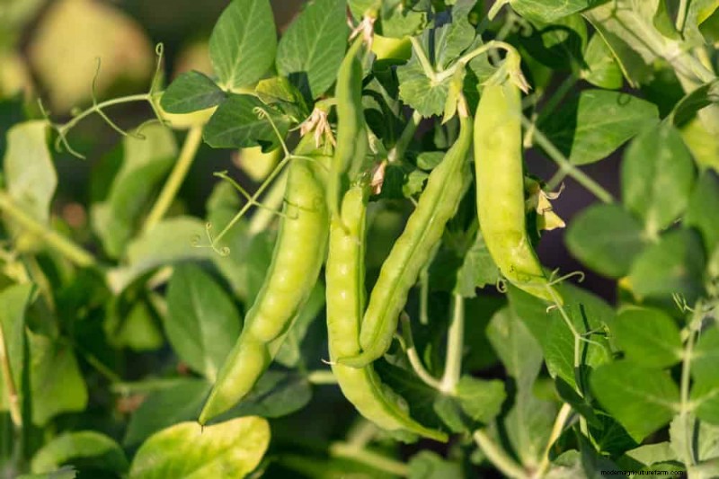 25 Best Fast-Growing Plants for Early Spring Planting