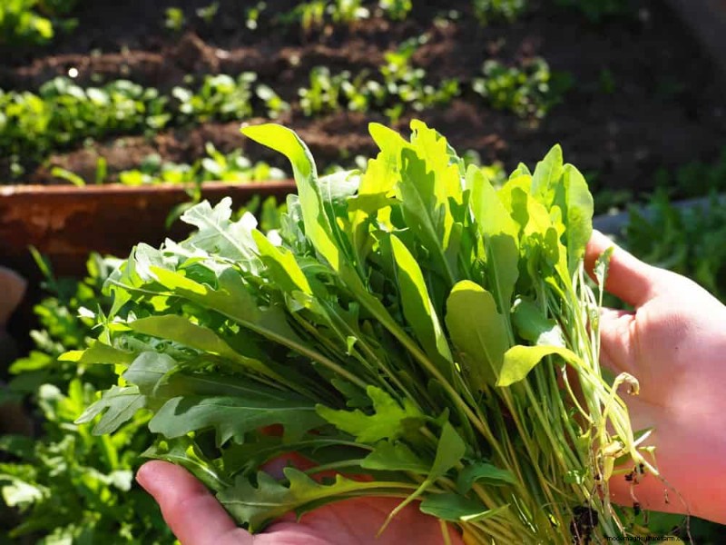 25 Best Fast-Growing Plants for Early Spring Planting
