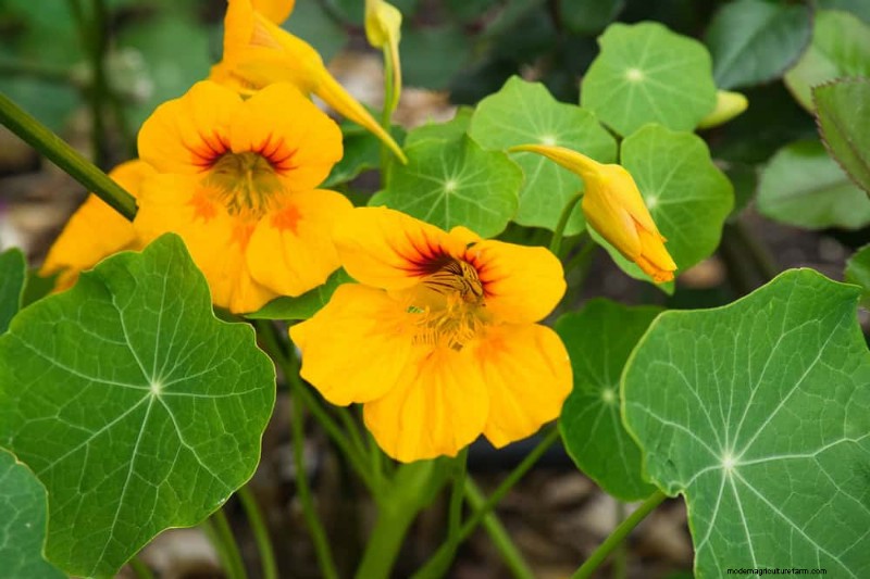 25 Best Fast-Growing Plants for Early Spring Planting