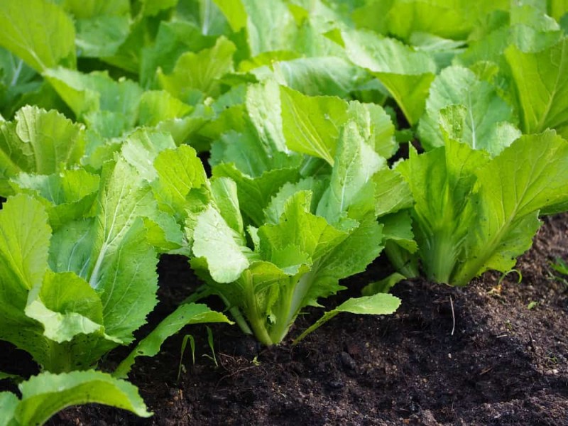 25 Best Fast-Growing Plants for Early Spring Planting