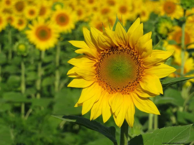 25 Best Fast-Growing Plants for Early Spring Planting