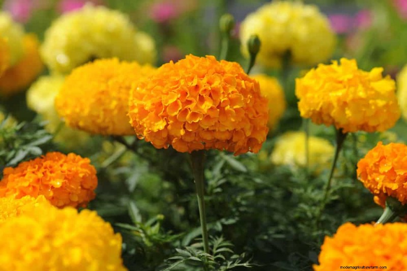 25 Best Fast-Growing Plants for Early Spring Planting