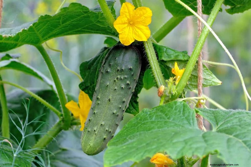 25 Best Fast-Growing Plants for Early Spring Planting
