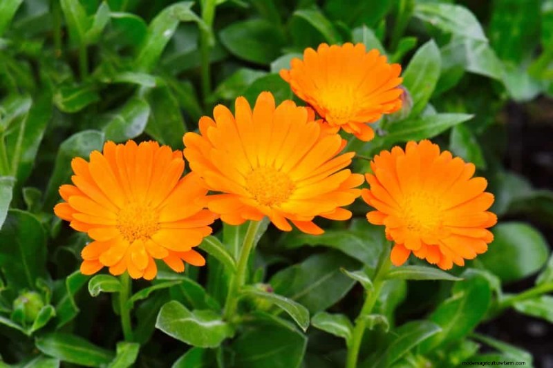 25 Best Fast-Growing Plants for Early Spring Planting