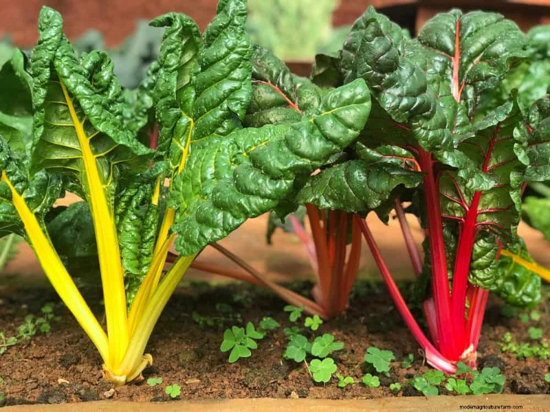 25 Best Fast-Growing Plants for Early Spring Planting