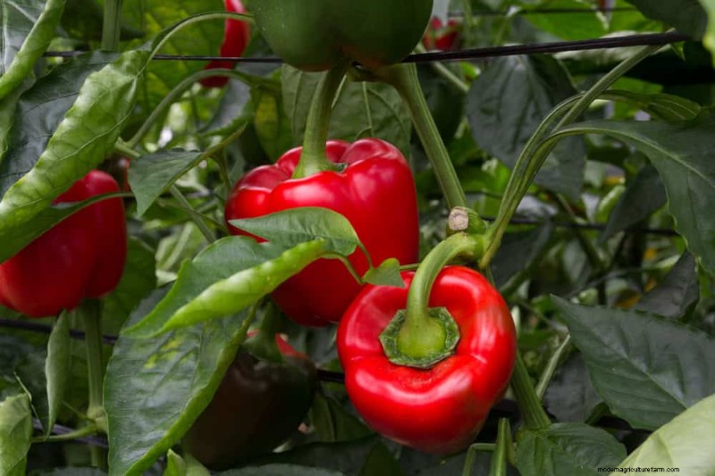 25 Best Fast-Growing Plants for Early Spring Planting
