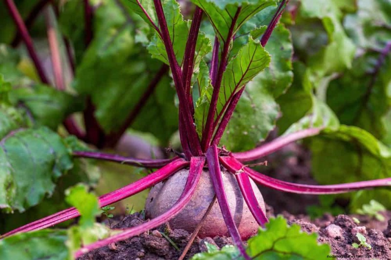 25 Best Fast-Growing Plants for Early Spring Planting
