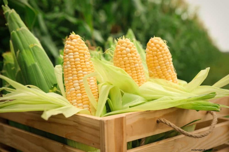 25 Best Fast-Growing Plants for Early Spring Planting