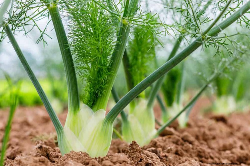 25 Best Fast-Growing Plants for Early Spring Planting