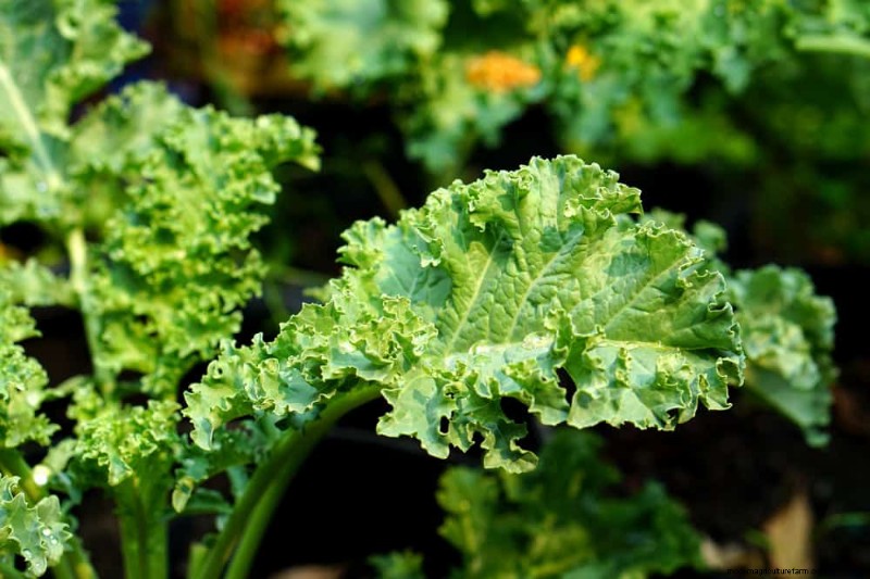 25 Best Fast-Growing Plants for Early Spring Planting