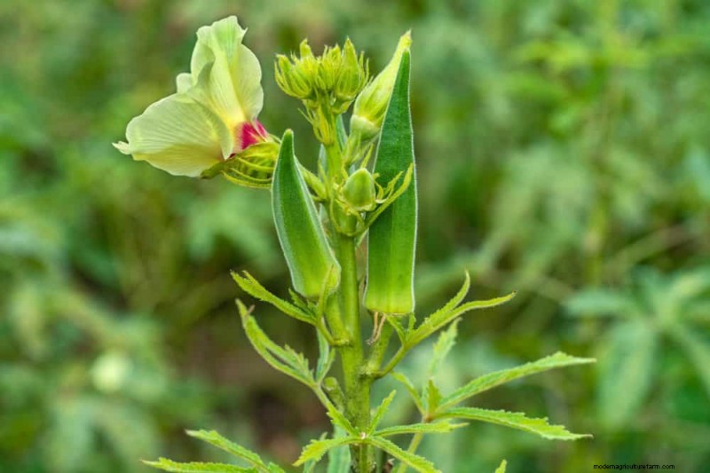 25 Best Fast-Growing Plants for Early Spring Planting