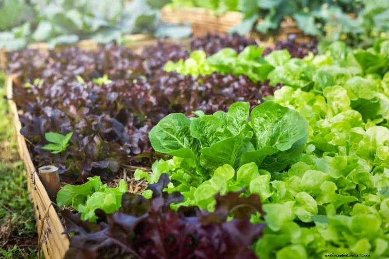 25 Best Fast-Growing Plants for Early Spring Planting