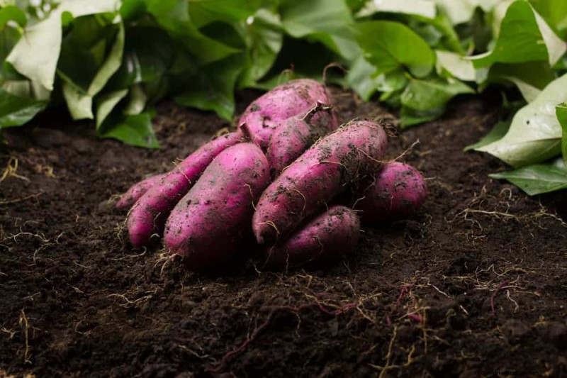 25 Best Fast-Growing Plants for Early Spring Planting