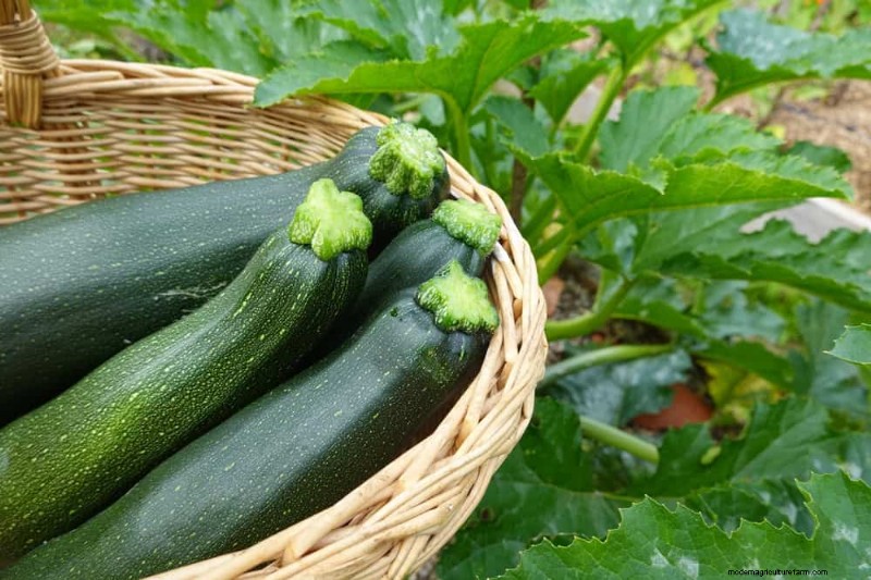 25 Best Fast-Growing Plants for Early Spring Planting