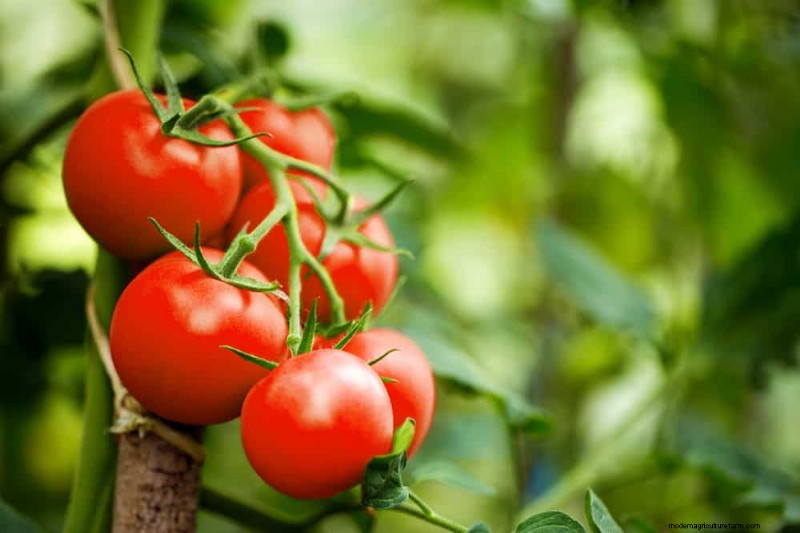 25 Best Fast-Growing Plants for Early Spring Planting