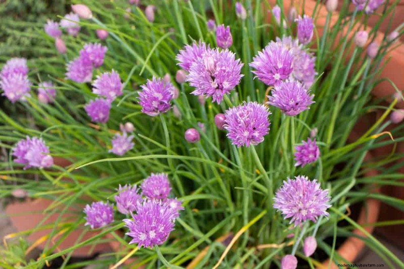 25 Best Fast-Growing Plants for Early Spring Planting