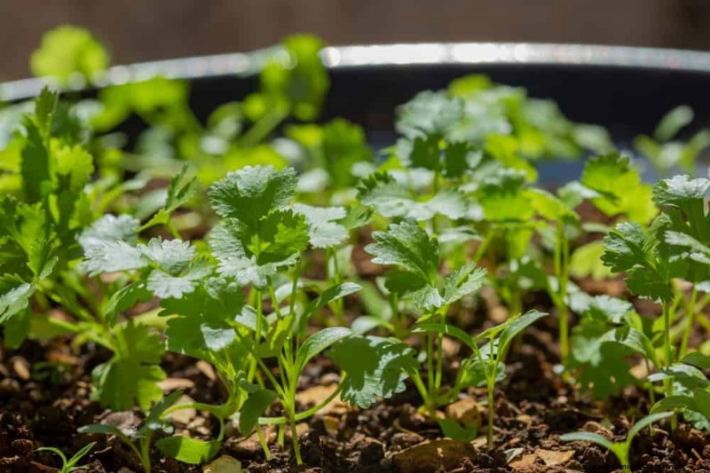 25 Best Fast-Growing Plants for Early Spring Planting