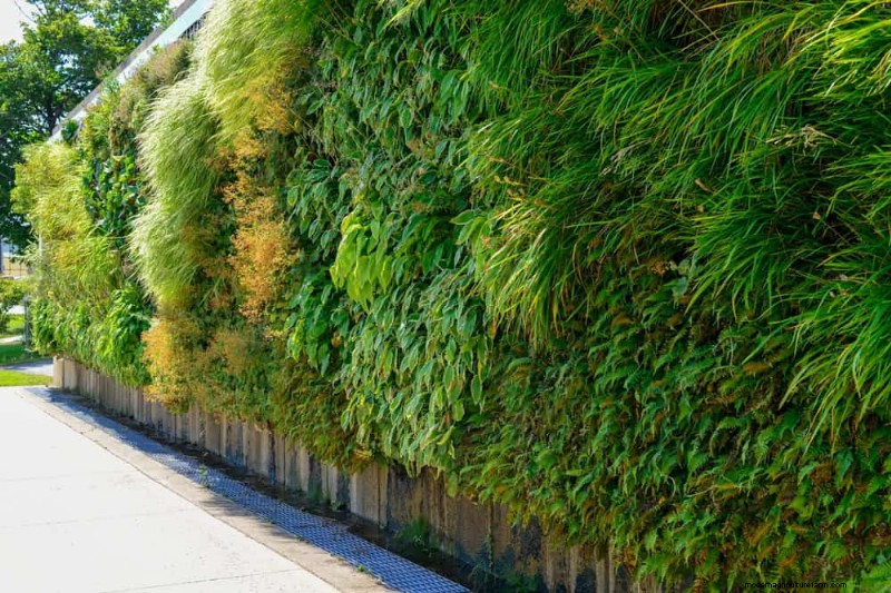 23 Natural Backyard Privacy Ideas to Enhance Your Landscape