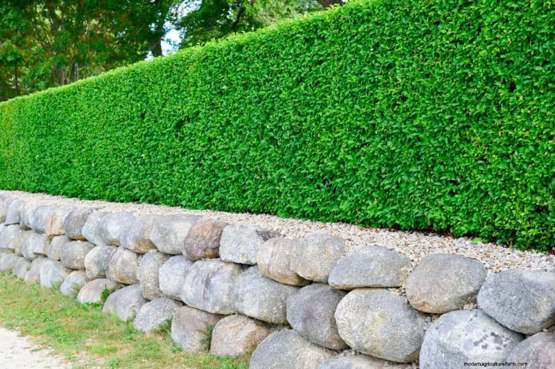 23 Natural Backyard Privacy Ideas to Enhance Your Landscape