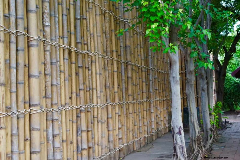 23 Natural Backyard Privacy Ideas to Enhance Your Landscape
