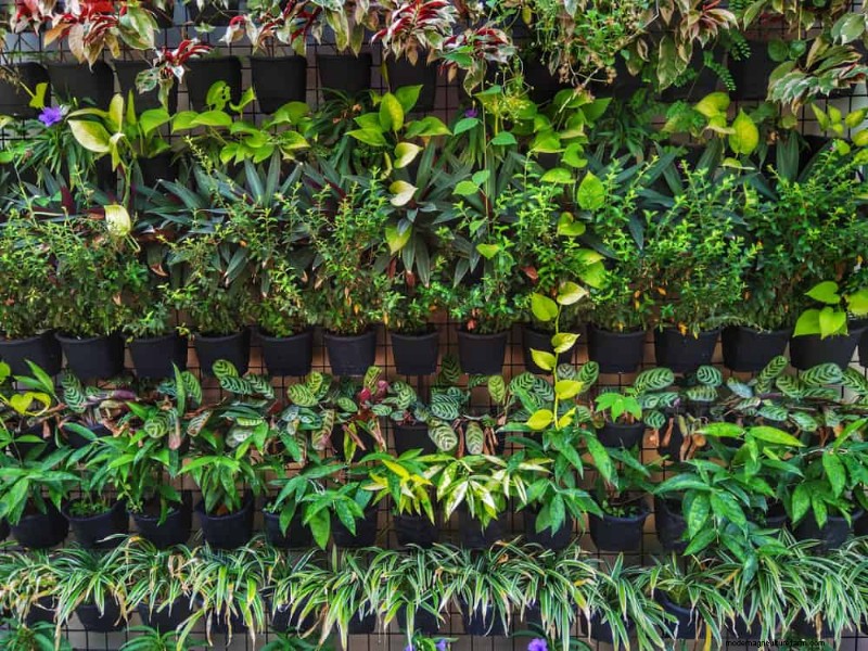 23 Natural Backyard Privacy Ideas to Enhance Your Landscape