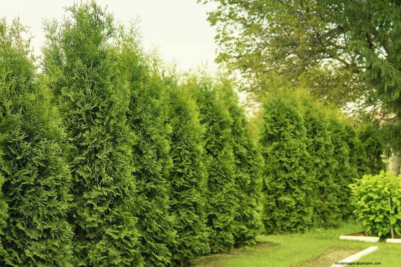 23 Natural Backyard Privacy Ideas to Enhance Your Landscape