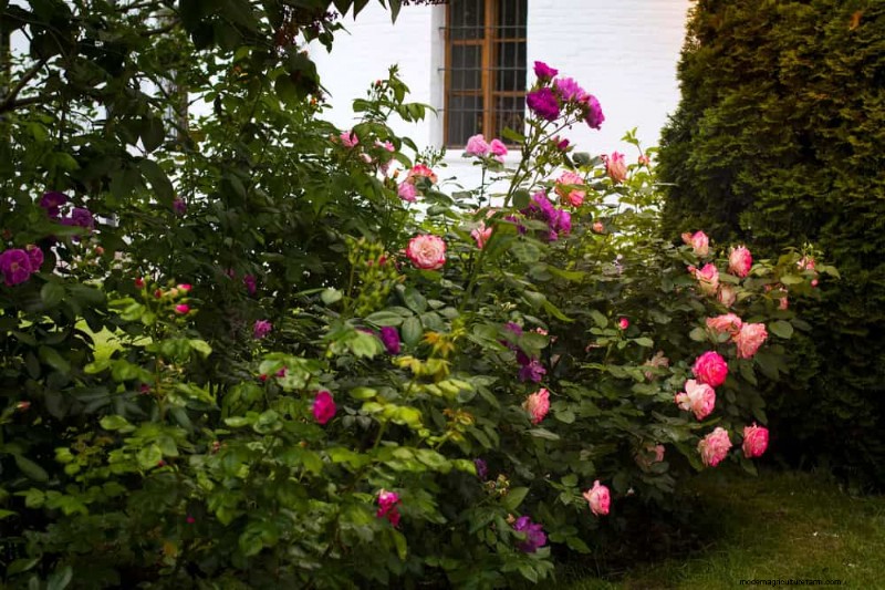 23 Natural Backyard Privacy Ideas to Enhance Your Landscape